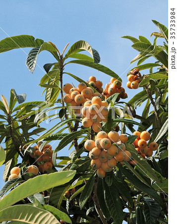 ビワ　実 35733984