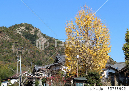 黄葉した山大寺のイチョウ 35733996