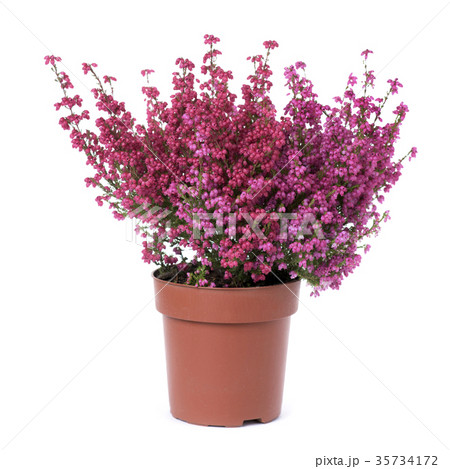 bell heather plant with pink flowers 35734172