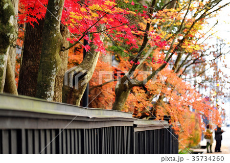 晩秋の角館 武家屋敷で紅葉狩り 晩秋の角館 武家屋敷で紅葉狩り 35734260