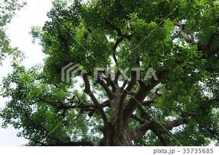 公園の木 35735685