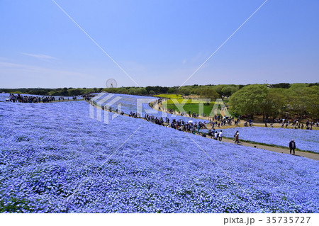 ネモフィラの丘 ネモフィラの丘 35735727