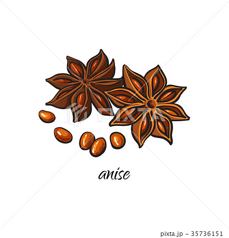 vector flat sketch dry anise star with seeds 35736151