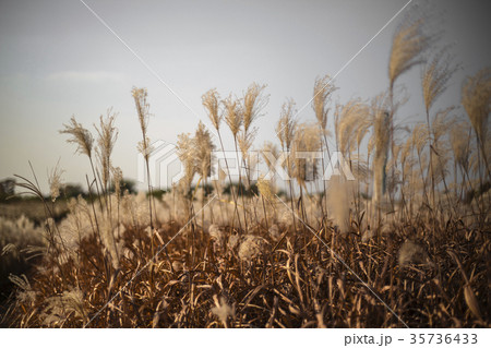ソウル 韓国 朝鮮 35736433