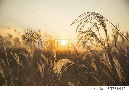 ソウル 韓国 朝鮮 35736445