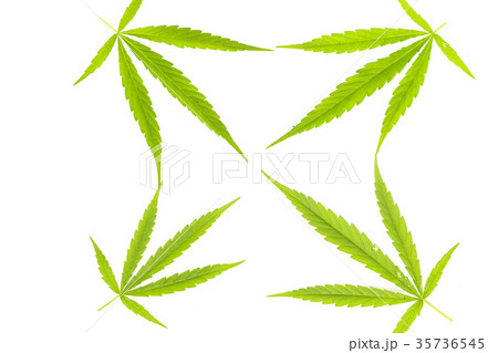 Marijuana leaves isolated on white background. Marijuana leaves isolated on white background. 35736545