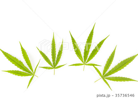 Marijuana leaves isolated on white background. Marijuana leaves isolated on white background. 35736546