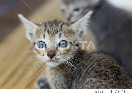 little cat little cat 35736562