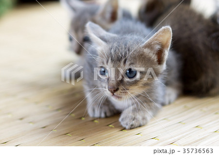 little cat little cat 35736563