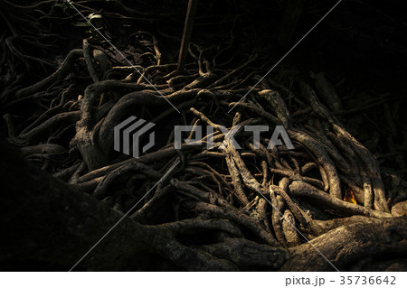 Mangrove Roots Mangrove Roots 35736642