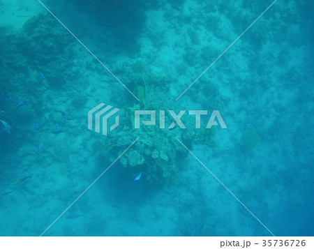 Underwater world of the Red Sea in Egypt Underwater world of the Red Sea in Egypt 35736726