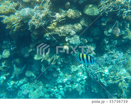 Underwater world of the Red Sea in Egypt 35736739