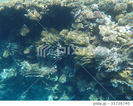 Underwater world of the Red Sea in Egypt 35736740