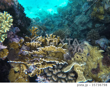 Underwater world of the Red Sea in Egypt Underwater world of the Red Sea in Egypt 35736798