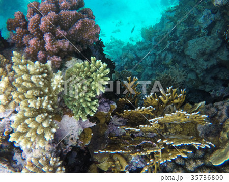 Underwater world of the Red Sea in Egypt 35736800