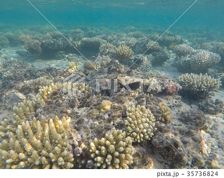Underwater world of the Red Sea in Egypt 35736824