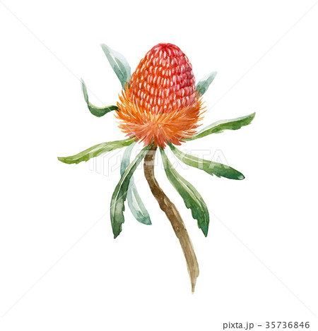 Watercolor banksia vector flower 35736846