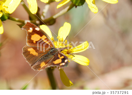 テングチョウ テングチョウ 35737291