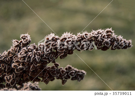 Inflorescence of horse sorrel (Rumex confertus) Inflorescence of horse sorrel (Rumex confertus) 35739011