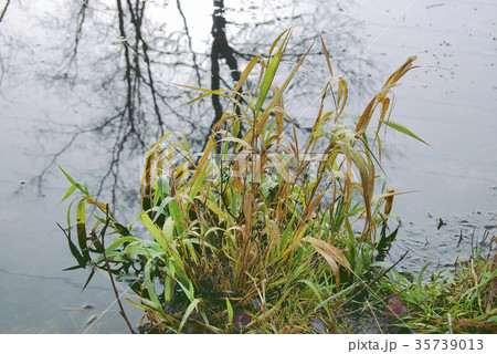 The grass bush is green and yellow The grass bush is green and yellow 35739013