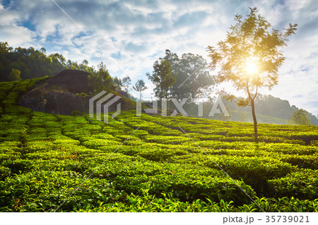 tea plantation in the morning, India tea plantation in the morning, India 35739021