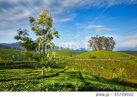 Tea plantation in the morning, India Tea plantation in the morning, India 35739022