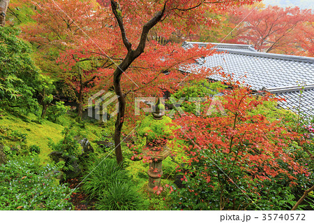 瑠璃光院の紅葉 瑠璃光院の紅葉 35740572