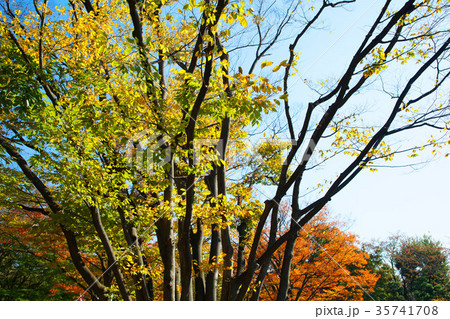 飛鳥山公園の紅葉の写真素材