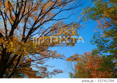 飛鳥山公園の紅葉の写真素材