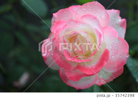 淡いピンク色の薔薇の花に水滴 35742398