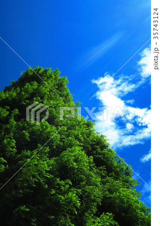 新緑と青空の風景 新座市総合運動公園にて の写真素材