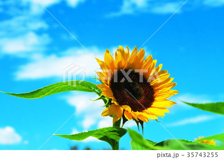 新座市総合運動公園の本多の森お花畑のヒマワリ 35743255