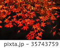 秋の紅葉 35743759