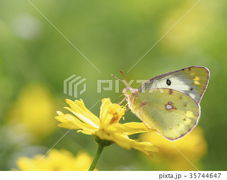 モンキチョウとキバナコスモス モンキチョウとキバナコスモス 35744647