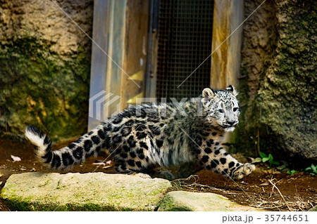 ユキヒョウ　ベービー　フク 35744651
