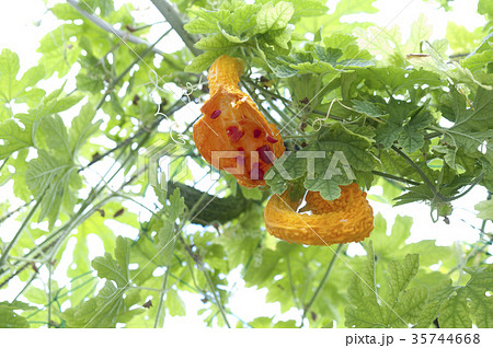 熟れすぎたゴーヤー 35744668