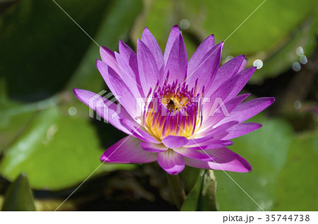 睡蓮の花 35744738