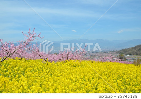 満開の桃と菜の花 華やかな春の山梨 35745138