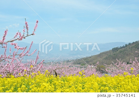 満開の桃と菜の花 華やかな春の山梨 35745141