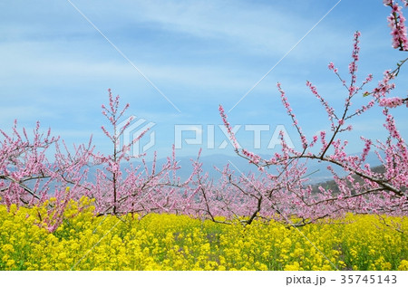 満開の桃と菜の花 華やかな春の山梨 35745143