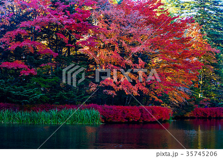 軽井沢　秋の雲場池 35745206