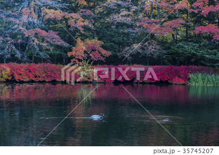 軽井沢　秋の雲場池 35745207