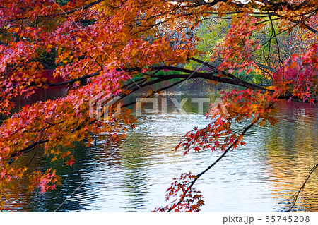 軽井沢　秋の雲場池 35745208