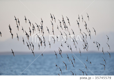 海上を舞うハマシギの群れ(野付半島) 海上を舞うハマシギの群れ(野付半島) 35745579