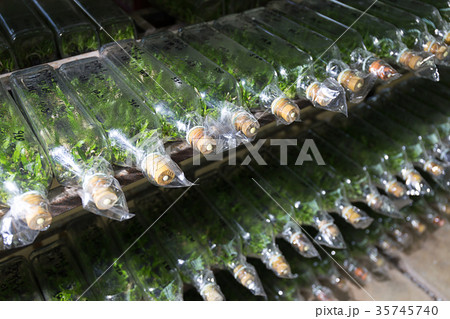 experiment of plant tissue culture plant cell  in 35745740