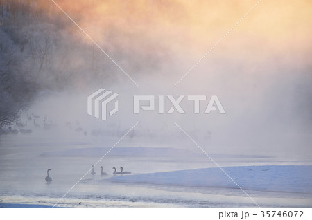 朝陽に輝く樹氷と川霧と丹頂鶴とハクチョウ（北海道・鶴居） 35746072