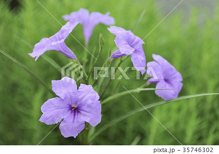 ヤナギバルイラソウの花 ヤナギバルイラソウの花 35746302