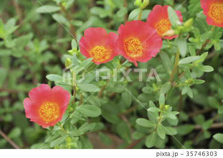 ハナスベリヒユの赤い花の写真素材