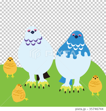 Grouse parent and child 01 35746744