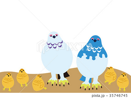 ライチョウ親子02 35746745